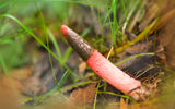 Mutinous dog (Mutinus caninus) is derived from the Roman phallic deity Mutinus Mutunus, which means "like a dog". The fungus included in the Red book and, though very rare, can be found from July to October in Karelia, Leningrad, Stavropol and Tomsk regions, Primorsky and Krasnodar Krai, Estonia, Lithuania, Ukraine, Georgia and Armenia, as well as North America. Loves rotten wood, stumps, sawdust.
Translated by «Yandex.Translator»