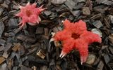 Морской гриб&nbsp;(Aseroe rubra) довольно распространен в Австралии. Гриб, источает запах тухлого мяса, который и привлекает мух (разносят его споры).

