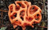 Clathrus red, or reshetochki. Derevorazrushayuschie inedible mushroom that can be found in southern areas with a mild climate.

 
Translated by «Yandex.Translator»