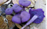 лаковица аметистовая (Laccaria amethystina (Huds.) Cooke, "el truco de la amatista") sorprende por su color violeta (con la edad, la púrpura de la coloración desaparece).
Traducido del servicio de «Yandex.Traductor»