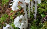 La subespecie es Monocromática (Monotropa uniflora), que crece bajo el dosel de un bosque oscuro. El color pálido de sus brotes se explica por la ausencia de clorofila, en la que la planta no necesita debido a un tipo especial de nutrición. Por su color y forma inusuales, el escalador en Inglés se llama " planta fantasma "o" flor de espíritu "(ghost plant) o" flor de cadáver "(corpse plant), así como" tubo fantasma "(ghost pipe) y" tubo indio " (indian Pipe).A pesar del nombre, el escalón no solo habita en bosques de coníferas. La condición principal para su crecimiento es la presencia de una hojarasca gruesa de hojarasca vegetal, que proporciona la actividad vital del hongo saprotrofa. Y luego llegamos a la característica más interesante de esta planta: su forma de comer. Los elevadores no producen nutrientes por sí solos durante el proceso de fotosíntesis (recordamos que no tienen clorofila), sino que los obtienen ya preparados a partir de hifas de hongos a las que están conectados bajo tierra. Los elevadores a menudo crecen en forma de anillos de bruja, lo que se explica por su interacción con los hongos. Los anillos son el resultado del crecimiento radial del micelio y son característicos de muchos grupos de hongos del sombrero, así como de los micoheterótrofos dependientes de ellos.Fuente del texto: elementy.ruFoto:La foto fue tomada en el bosque nacional Redwood en California. Filmado durante la lluvia.