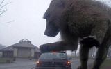 A giant baboon attacks a car. Or not.© Skweebinstein / Reddit