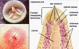 The structure of the leech's head and the trace of its bite