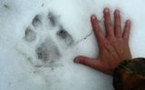 Comparison of the size of the footprint of a wolf and a human hand in the snow