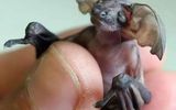 Baby Goblin Bats