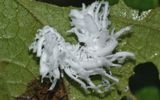 Eriocampa dorpatica Konov.La larva es de color verde amarillento con una cabeza de color marrón claro. Está cubierto de secreciones suaves y suaves y se parece a trozos de algodón blanco. La larva se alimenta y desarrolla en junio-julio desde la parte inferior de las placas de las hojas, comiéndolas aproximadamente. Se desarrolla una generación, el Aserrador pasa el invierno en el Suelo. En la mayoría de los casos, las larvas son solitarias y no causan mucho daño a los arbustos de grosella.