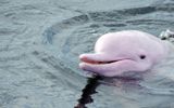 The Amazonian pink river dolphin is naturally famous for its pink color. But many people do not know that it comes in other shades. Dolphins actually start their lives gray when they are young, and slowly turn pink as they get older. Their final color may be influenced by their behavior, diet, the location of capillaries in the skin and exposure to sunlight. They can be of different colors – from predominantly gray with pink spots to pink, similar to flamingos. The most interesting thing is that when this type of dolphin gets excited, they can turn completely bright pink, just like people blush.