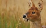 Water deer (Hydropotes inermis) is a species of hornless deer. It lives in grassy thickets along rivers and lakes and bogs to the North of the valley of the Yangtze river in Eastern China (subspecies Hydropotes inermis inermis), and Korea (subspecies Hydropotes inermis argyropus).
Translated by «Yandex.Translator»