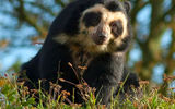 Spectacled bear

It lives in the mountain forests of South America. It feeds on plant food. Although the size and quite large, but it is very cleverly climbs trees. On them he builds the nest for rest and produces food. In relation to the person is not aggressive.

Sometimes you can find mention of comparing the characteristic coloring of his face with a skull.
Translated by «Yandex.Translator»