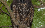 In artificial light, the eyes of the Stygian long-eared owl glow bright red, which, together with the dark plumage, nocturnal lifestyle and feathery "horns", is the reason for the gloomy reputation of this bird, which is often associated with the devil in people