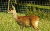 Water deer or marsh musk deer (the name given by Russian border guards, who have repeatedly observed this species) (Lat. Hydropotes inermis).Body length 75-100 cm, height-45-55 cm, weight — 9-15 kg. Horns are absent, in males, powerful upper saber-shaped curved canines protrude 5-6 cm from under the upper lip. The small tail (5-8 cm) is barely noticeable. The overall color is brownish-brown, the upper lip and eye rings are white. The summer coat is short, the winter coat is fluffy, but the undercoat is sparse.