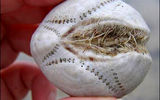 Skeleton heart-shaped sea urchin.

Sea urchins often form large aggregations on sloping stone surfaces, ranging from the very shallow water near the shore. Live primarily in salt and warm water. The hedgehog lives in the sea shallows, buried in sandy soil at a depth of 2-7 cm

After the death of the hedgehog remains a very fragile skeleton. For single or mass ejection on the shore of such skeletons can take them for the invasion of strange creatures, eggs, aliens, etc.
Translated by «Yandex.Translator»