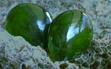 Валония пузатая - tipo de algas verdes. Se conoce bajo los nombres de "alga-burbuja" y "los ojos de la gente de mar". Se encuentra en todo el mundo en áreas tropicales y subtropicales.

Por su forma puede variar, desde esférica hasta ovalada, color de la hierba-verde a verde oscuro. En el agua puede parecer de plata, el color de la onda de mar e incluso черноватым. La intensidad del color depende del número de хлоропластов en la jaula. La superficie de las algas altamente brillante como el cristal.
Traducido del servicio de «Yandex.Traductor»