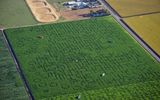 The world's largest natural maze Cool Patch Pumpkins, is listed in the Guinness Book of records, is located in a corn field with an area of over 180 thousand square meters in the American city of Dixon, California. Work period: from 15 September to 5 November

Mazes in the corn fields — Corn Maze — there are in many American States and European countries. Often they are satisfied not just for fun, as a popular object of tourism.

The passages between the grains can do so that, looking from above, you can see a variety of narrative paintings, inscriptions, portraits, etc. Sometimes, in order to attract visitors, the organizers arrange the whole view in the style of horror films.
Translated by «Yandex.Translator»