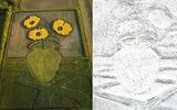 The crop: sunflowers in summer and winter.

For over 30 years American artist in the truest sense of the word plow in the field of fine art, then otkapyvaya new techniques. The author describes an unusual agricultural work "earthworks" ("Earthworks"). Among his drawings in the margins - portraits, still lifes and (funny enough) landscapes.
Translated by «Yandex.Translator»