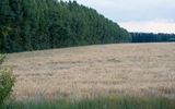 Пример фотографий естественного полегания на полях Воронежской области.
