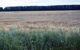 Example photos of natural lodging in the fields of the Voronezh region.
Translated by «Yandex.Translator»