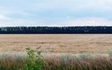 Example photos of natural lodging in the fields of the Voronezh region.
Translated by «Yandex.Translator»