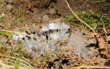 Needle ice picks up soil particles