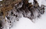 Needle ice can sometimes bend or twist.