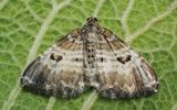 La polilla de pelo blanco (alfombra común) puede confundirse con un OVNI triangular cuando se fotografía al azar o cuando se superpone una imagen durante el montaje.