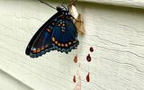 Mariposas excretan meconio - líquido rojo como la sangre, que en realidad consiste en materiales de desecho de la etapa de pupa.