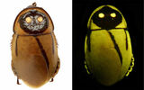 Image from: Wikipedia

Lucihormetica lucka found only in the rainforest near an active volcano in Ecuador, and the last known specimen was collected in 1939. Most likely, they now extinct.

But glowing cockroaches are not new: since their first discovery in 1999 in South America were identified 13 species. Luminous spots filled with bacteria that live on its exoskeleton.
Translated by «Yandex.Translator»