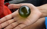 Valonia-bellied. Giant single-celled plant algae. Known as "the seaweed bubble" and "the eyes of sailor". Found worldwide in tropical and subtropical areas.
Translated by «Yandex.Translator»