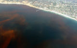 Red tide is the common name for the particular case of algal blooms, caused by the outbreak of the numbers of marine dinoflagellates.
Translated by «Yandex.Translator»