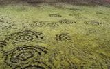 Fairy rings in moss in Iceland