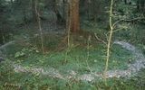 Abundant ring of Clitocybe nebularis