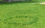 Two fairy rings marked by uneven grass growth (small in the foreground, much larger in the background). Lush green arcs of grass give away the presence of underground fungal mycelium.