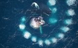 Humpback whale attacks its prey by surrounding them with "bubble netting" - a turbulent cylinder of bubbles, which creates a whale, forcing the air through his blowhole when he rises in a spiral up to the surface of the ocean.
Translated by «Yandex.Translator»