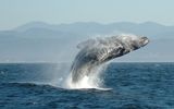 Humpback whale
Translated by «Yandex.Translator»