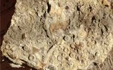 Fragments of stems of crinoids

Author: Urizel

Photo Gallery: "Fossils"
Translated by «Yandex.Translator»