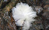 Macro "snow hair"
Translated by «Yandex.Translator»