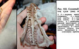 The rump of a goose.

Could be mistaken for the skull of an alien or Chupacabra.
Translated by «Yandex.Translator»