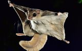 Flying squirrel

Due to its lethal device protein can glide from tree to tree, at a distance of 50-60 meters. In order to make the leap squirrel need to climb to the top, and then put on the sides of the legs so that the back was pressed against the tail. If you see a flight from below, the shape of the proteins will resemble a triangle. The flying squirrel can maneuver with the ability to manage your the webs. The animal can change the flight angles up to 90 degrees. Her long fluffy tail in the flight case performs the function of the braking device.
Translated by «Yandex.Translator»