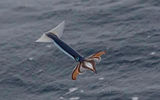 Se sabe que los calamares con la suficiente rapidez se mueven bajo el agua. Sin embargo, algunas especies de cinco veces más rápido que se mueven, volando por el aire, como fugitivas de los peces. "Volar" sobre el agua hacen estos tipos, como, por ejemplo, крылорукий calamar (Sthenoteuthis pteropus), el calamar, el pájaro (Ornitoteuthis) o короткоперый calamar (Illex illesebrosus). Gracias al sistema músculo, calamares rápidamente saltan fuera del agua y recorren una distancia considerable.
Traducido del servicio de «Yandex.Traductor»