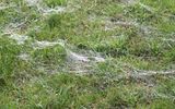 The web landed on the grass
Translated by «Yandex.Translator»