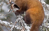 American marten

Night mammal, but was also active in twilight (morning and evening), and often during the day. Well adapted to climbing trees. She jumps from branch to branch through the trees, noting the movement of odor of their glands. Hunting alone. His victim killing bite to the neck, breaking the cervical vertebrae and destroying the spinal cord of the victim.
Translated by «Yandex.Translator»