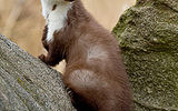 Stone marten

Stone Martens are omnivorous animals that eat primarily meat. They hunt small mammals (e.g., rodents or rabbits), birds and their eggs, frogs, insects and others. Sometimes a stone marten sneak into chicken coops or pigeon. Panic throwing birds gives them a predatory reflex, forcing to kill all possible prey, even if the amount far exceeds what they are able to eat.
Translated by «Yandex.Translator»