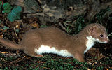 Small weasel

Almost the entire diet of weasels consists of small rodents (house, field and wood mice, rats, moles and shrews and young rabbits, chickens, pigeons, eggs, and nestlings of birds. With the lack of food eats amphibians, small fish, lizards, small snakes, insects, and crayfish.

Weasel is agile and nimble little animal, runs fast, climbs well and floats. Different boldness, and ferocity, able to squeeze through the narrowest of cracks and holes. Mice haunts in their own burrows. Small animals enough for the neck or head, biting through the skull in the occipital part, often attacks animals much larger than herself, clutching their neck. In bird eggs, the weasel is doing a few holes and suck out the contents. Often makes the stocks in one place discover from 1 to 30 voles and mice).
Translated by «Yandex.Translator»