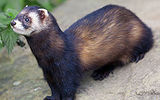 The polecat

The basis of the power of the black ferret are voles and mice, in the summer often catches frogs, frogs, young water rats and snakes, wild birds, large insects (grasshoppers, etc.), enters the rabbit hole and strangling the young leverets. When settled next to a man can prey on poultry and rabbits.
Translated by «Yandex.Translator»