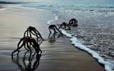 Hojas secas invertidas de Aloe ferox que el mar tiró a tierra.