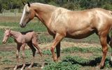 Horse with foal
Translated by «Yandex.Translator»