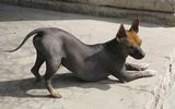 One of the oldest breeds of dogs recognized by the mutation, which was deprived of its coat. The Spanish first encountered the Inca culture, and, hence, the phenomenon of the naked dog in the XV century. Now this rock is quite common.
Translated by «Yandex.Translator»