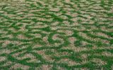 Partial damage to the lawn from frost. The scientific article "Air convection at ground level creates patterns of damage to the lawn from frost" is about this.