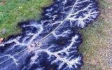 The trace of an electric discharge left by a fallen power line