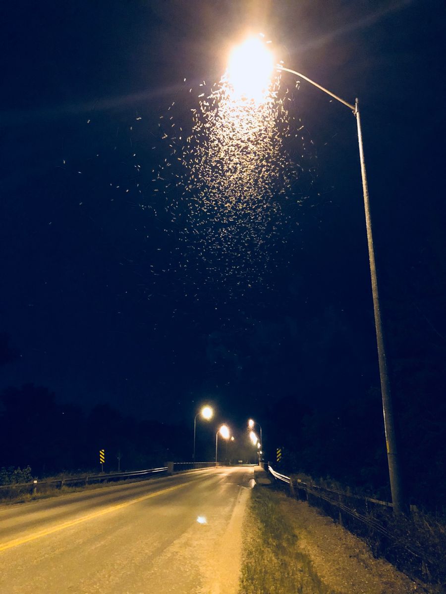 Small Pontoon Bridge Swarm

by CaitDavidson via iPhone

Jul 30 2018
Traducido del servicio de «Yandex.Traductor»